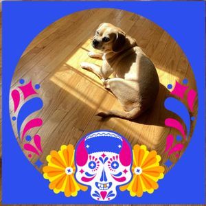 Meet your Posher, Judy